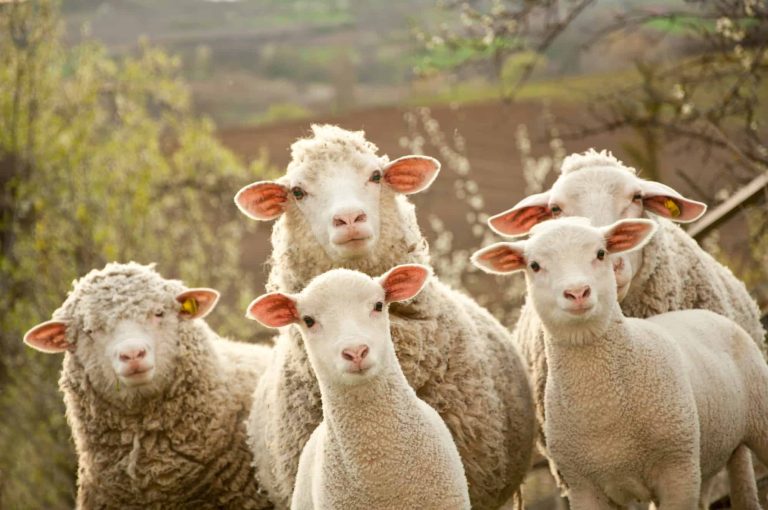 Sheep and lambs on pasture