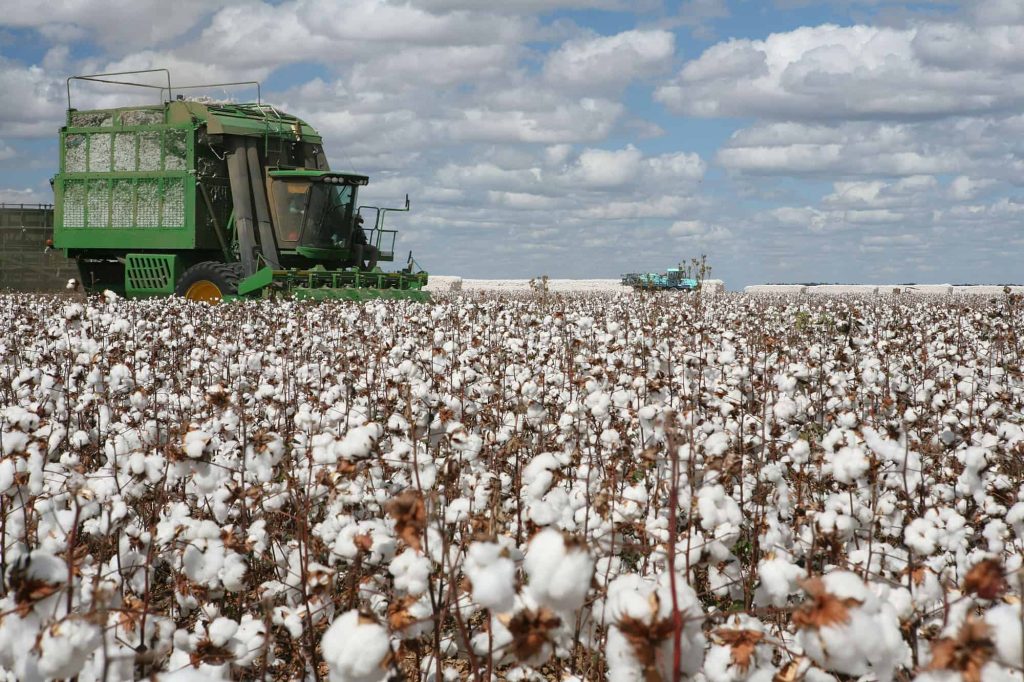 cotton plantation for industrial use